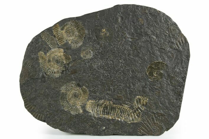 Fossil Ammonite Cluster - Posidonia Shale, Germany #353527